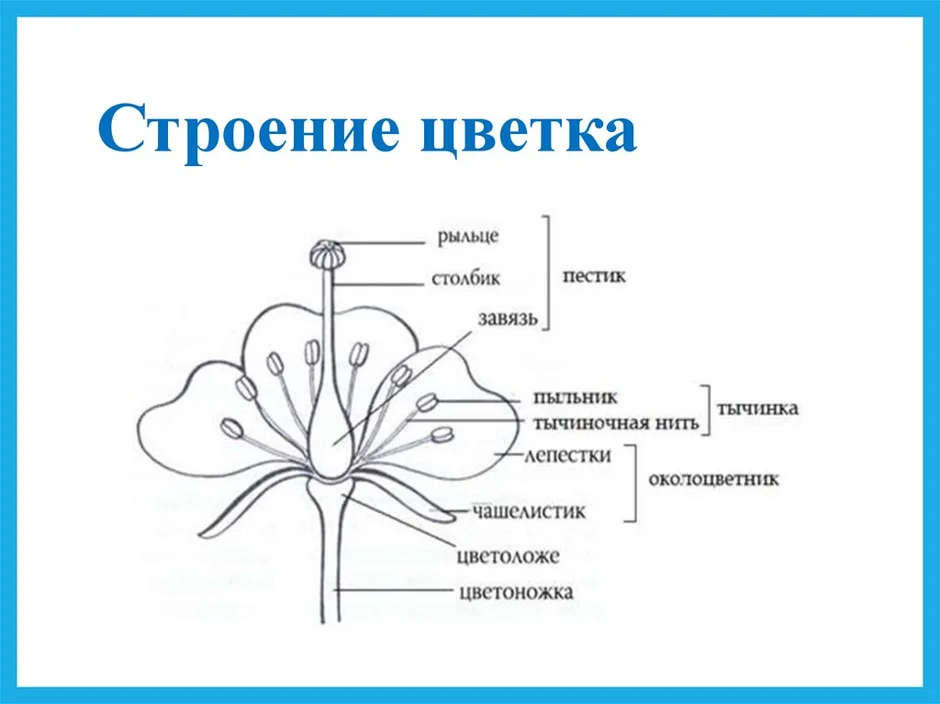 Строение цветка 6 класс биология рисунок с подписями