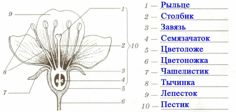 Изобразите схемы строения. Завязь пестика схема. Основные части вишни и тюльпана подпишите их. Строение вишни и тюльпана. Строение завязи цветка рисунок.