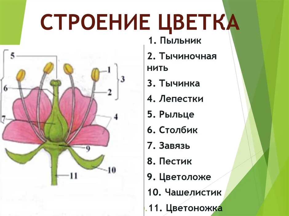 Покажите стрелками и подпишите на рисунке чашелистик тычиночную нить рыльце