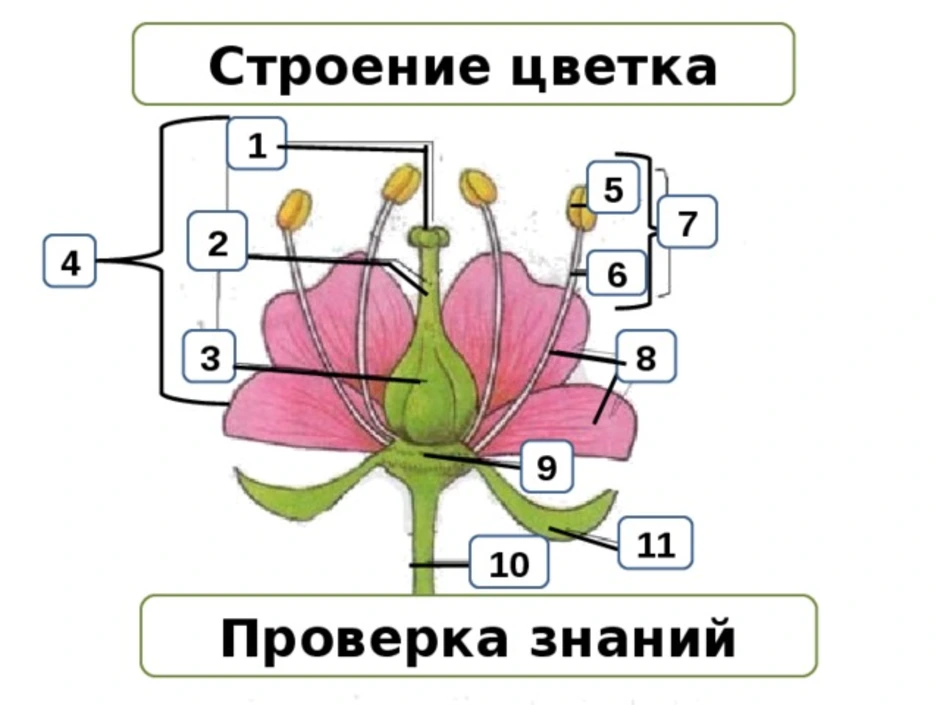 Самостоятельная работа по биологии цветок. Строение цветка. Схема строения цветка. Строение цветка биология. Строение цветка 5.