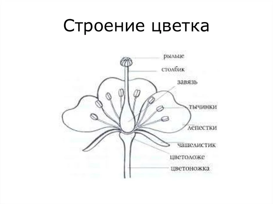 Части цветка биология 6 класс рисунок с подписями