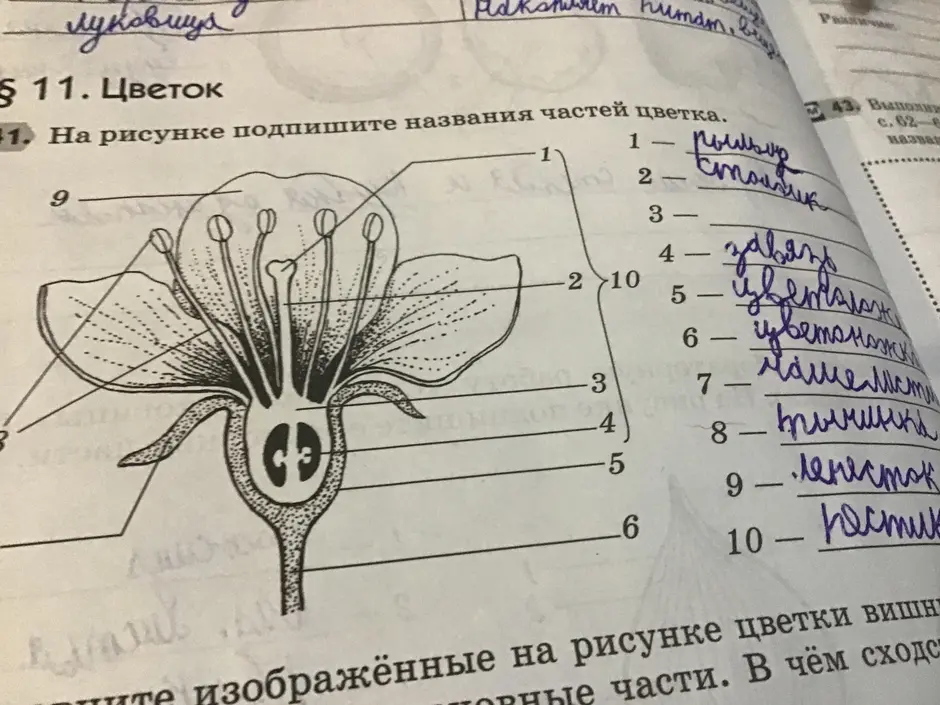 Дано изображение цветка рассмотри рисунок и дополни текст