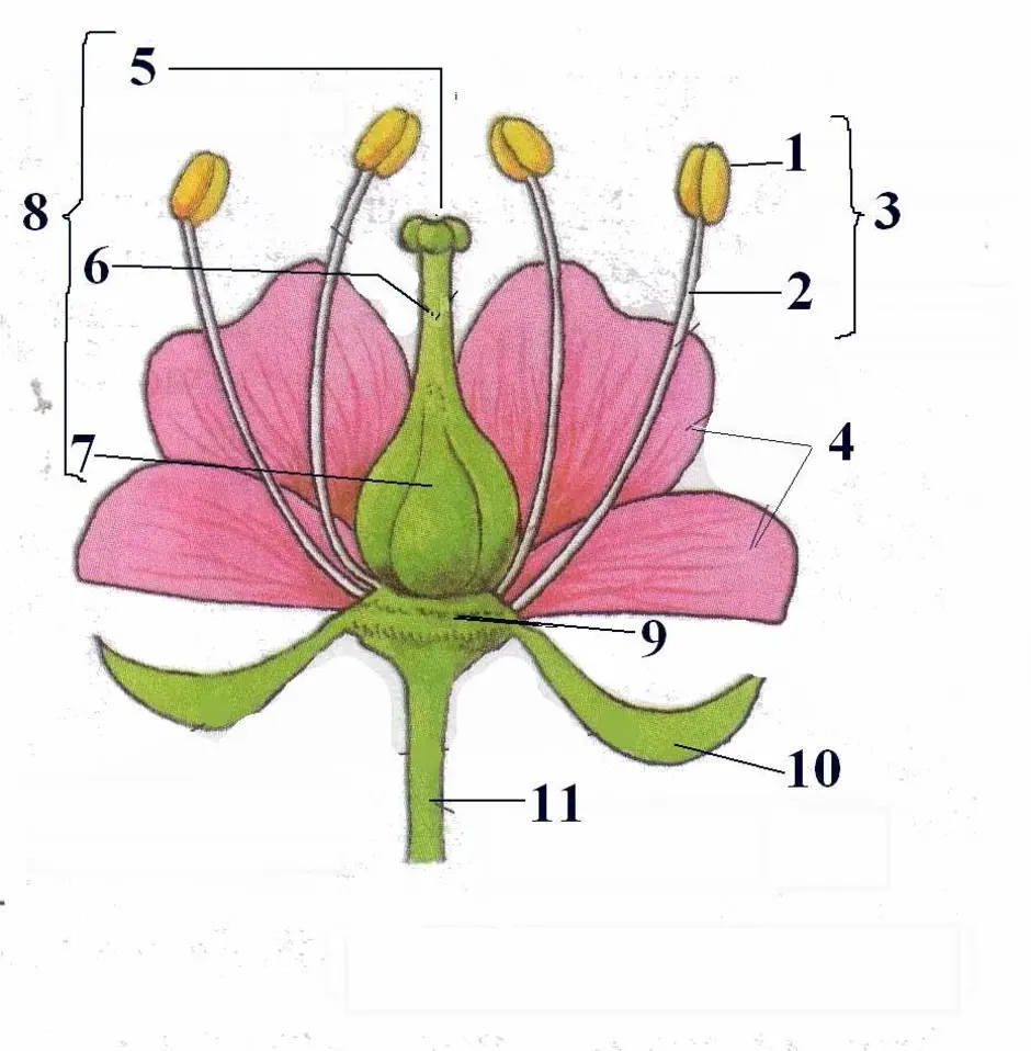 Строение цветка 6 класс рисунок