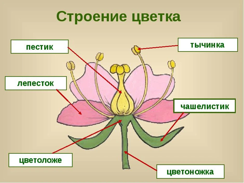 Покажите стрелками и подпишите на рисунке завязь лепесток тычиночная нить