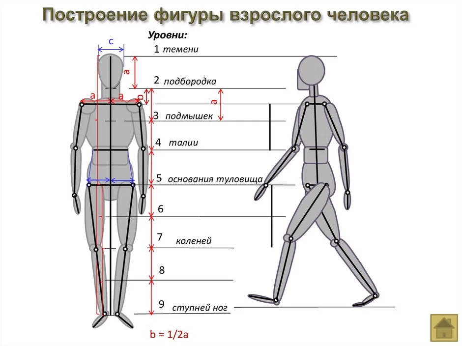 Рисуем пропорции человека