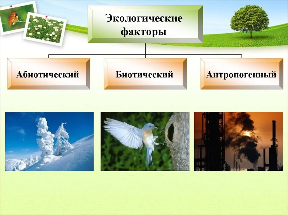 Экологические факторы среды биотические и антропогенные. Абиотические факторы окружающей среды. Экологические факторы среды. Этологические факторы. Экологические факторы это в биологии.