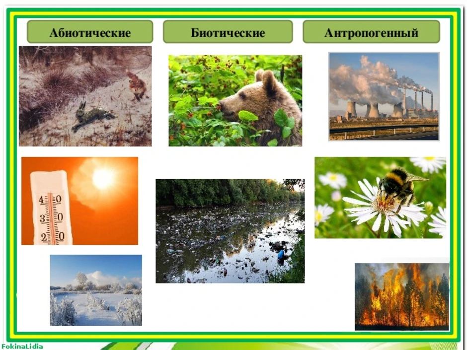 Антропогенные факторы среды экология