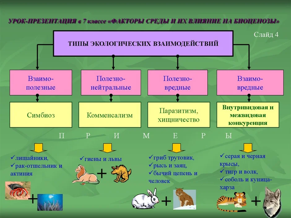 Презентация экологические факторы 7 класс биология