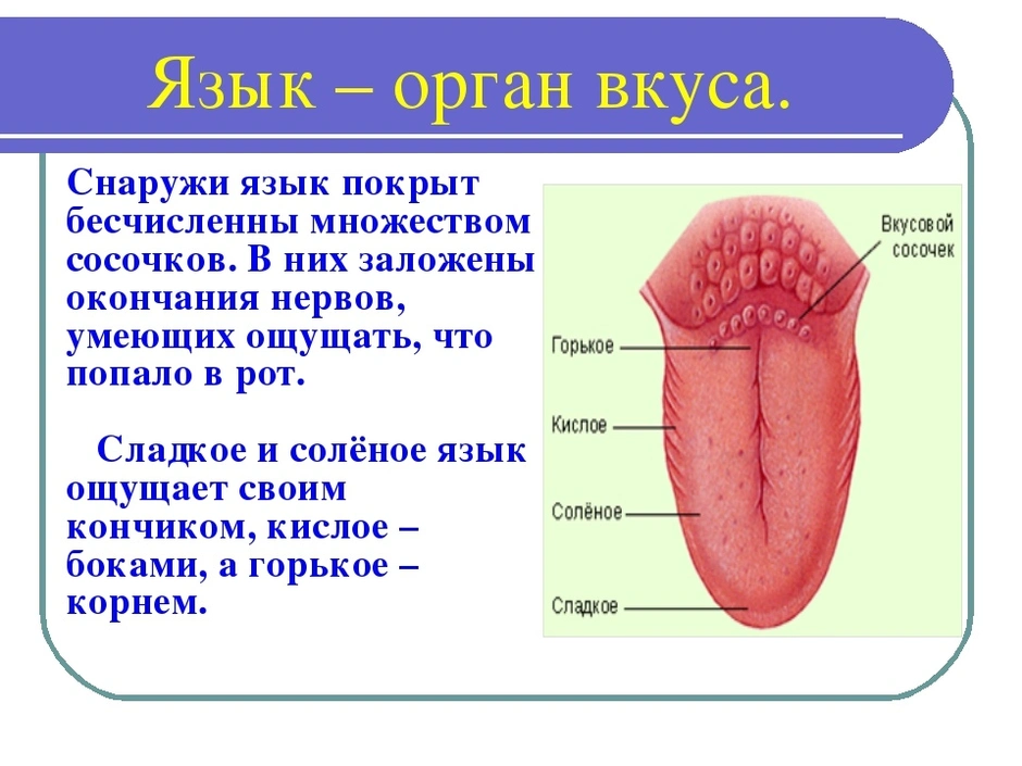 Схема органа вкуса