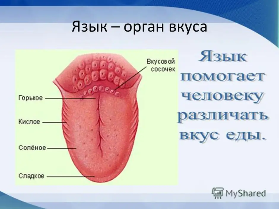 Рисунок языка человека