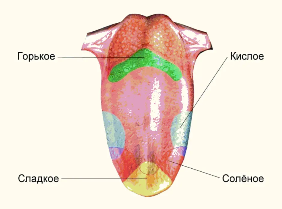 Какими цифрами на рисунке обозначены зоны языка которые воспринимают сладкий и горький вкусы