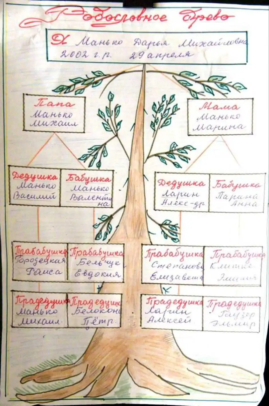 Генеалогическое древо рисунок