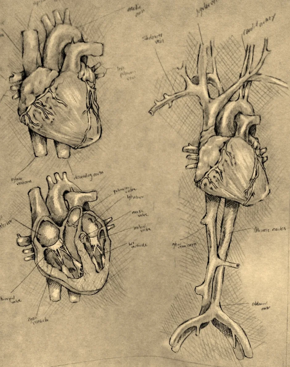 Анатомические зарисовки