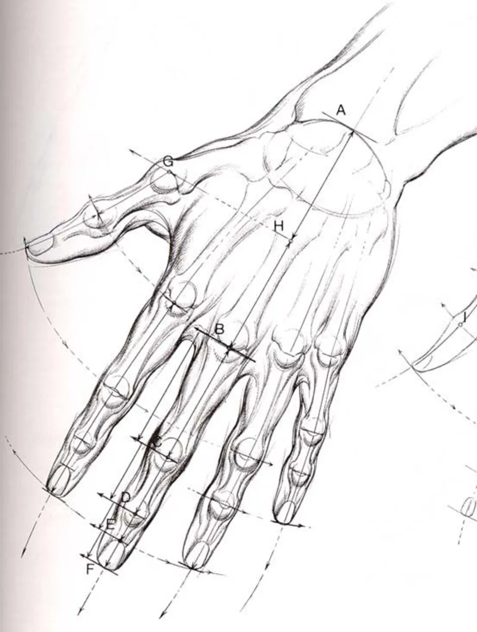 Анатомия кисти руки человека референс. Кисть руки скелет референс. Баммес анатомия руки. Мышцы кистей рук анатомия Баммес. Развело кисть руки