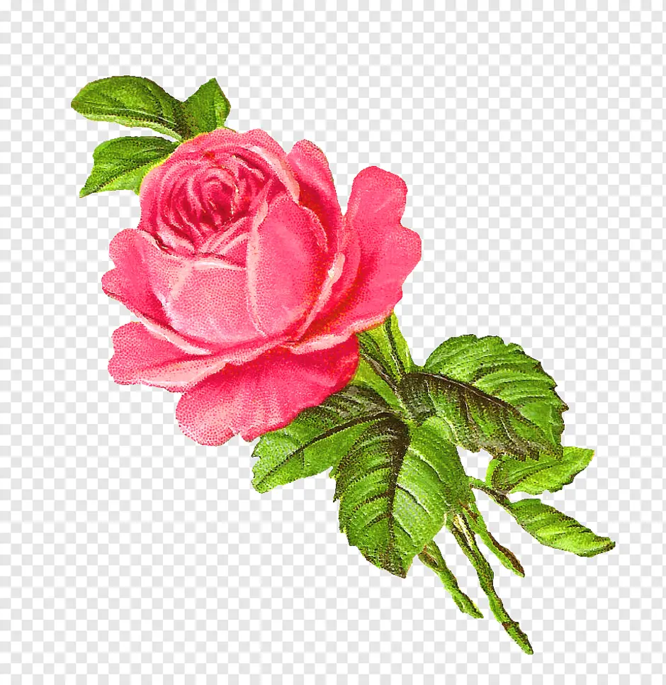 Розовый цветок нарисованный. Нарисовать цветы. Винтажные цветы на прозрачном фоне. Нарисовать розу.