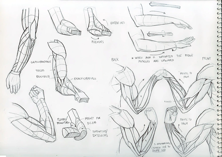Как рисовать мышцы рук