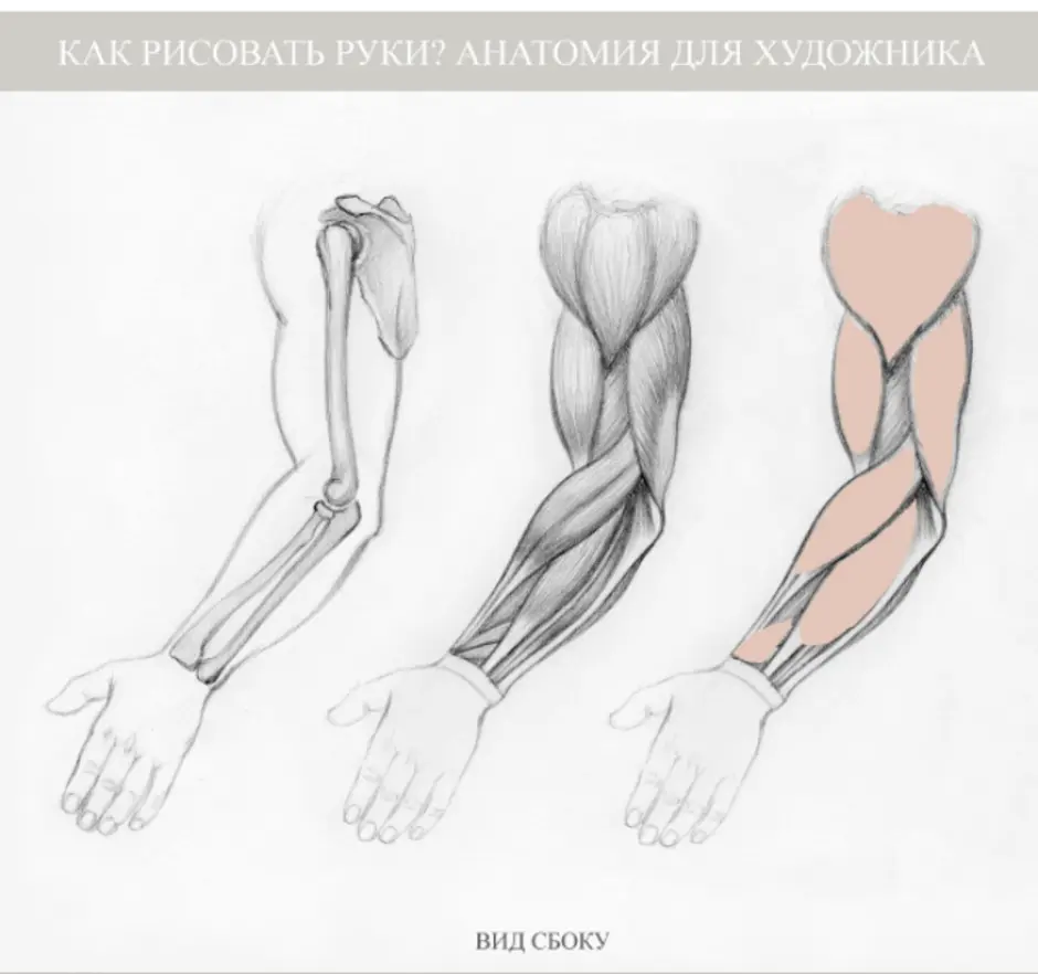 Строение руки рисунок. Пронация руки пластическая анатомия. Анатомия руки человека для художников. Предплечье анатомия для художников. Мышцы рук для рисования.