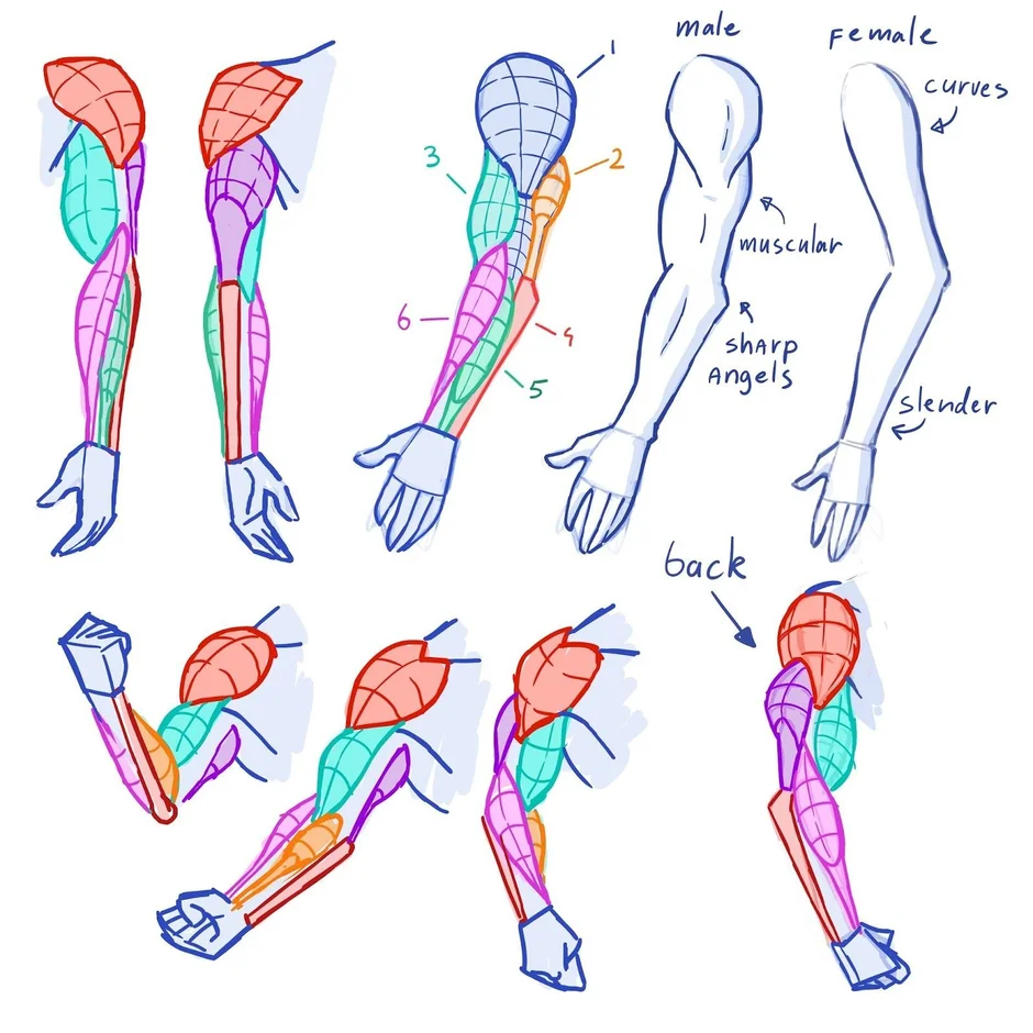 Анатомия руки картинка