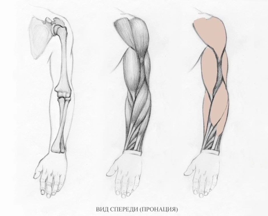 Как рисовать мышцы рук
