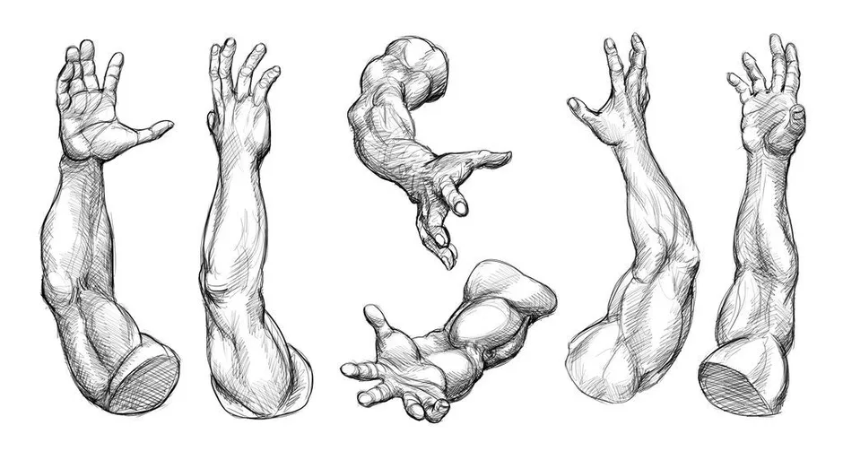 Рисунок руки полностью