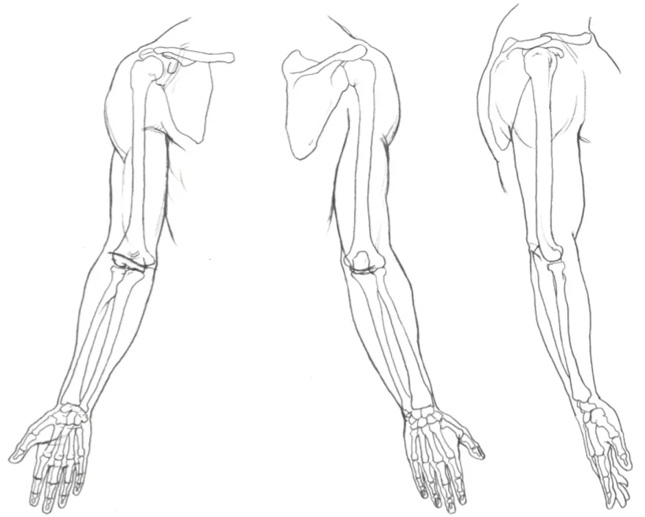 Рисунок конечности. Анатомия руки. Рисунок руки человека. Анатомия человека для рисования руки. Руки для рисования от плеча.