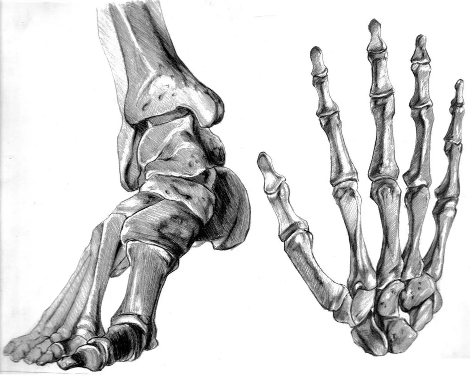 Кости стопы человека рисунок