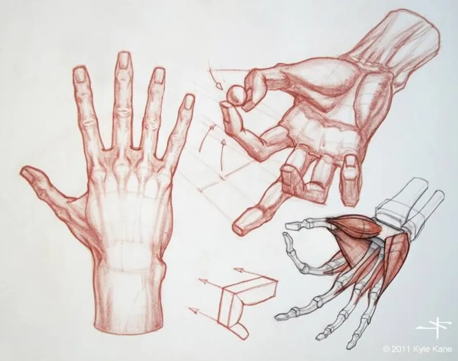 Руки человека рассказ. Анатомия кисти референс. Руки референс анатомия кисти. Рука человека анатомия референс. Мышцы кисти референс.