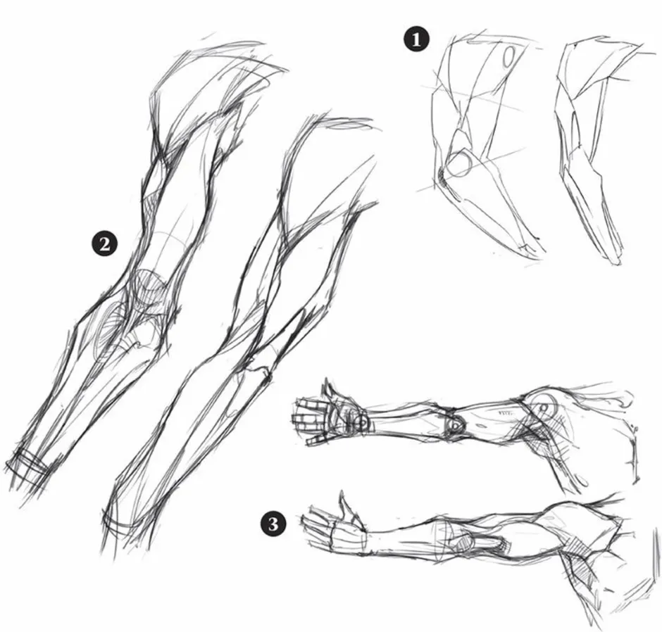 Как рисовать руки анатомия