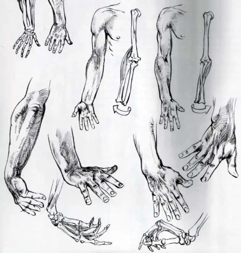 Руки человека рассказ. Наброски кистей рук. Рука анатомия рисунок. Анатомия рук для рисования. Анатомия руки человека для художников.