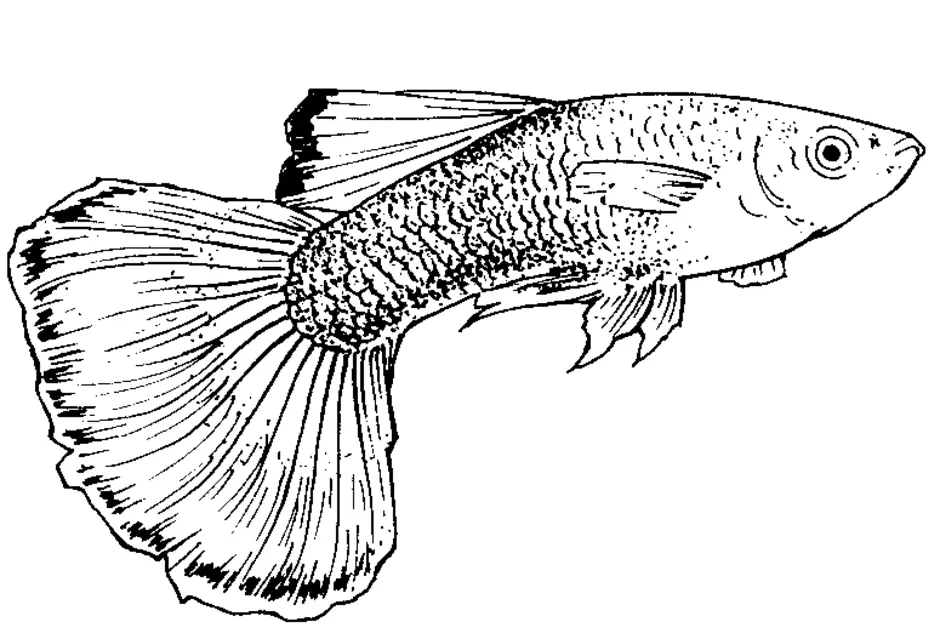 Как нарисовать рыбку гуппи