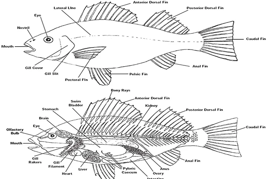 Рисунок внешнее строение окуня