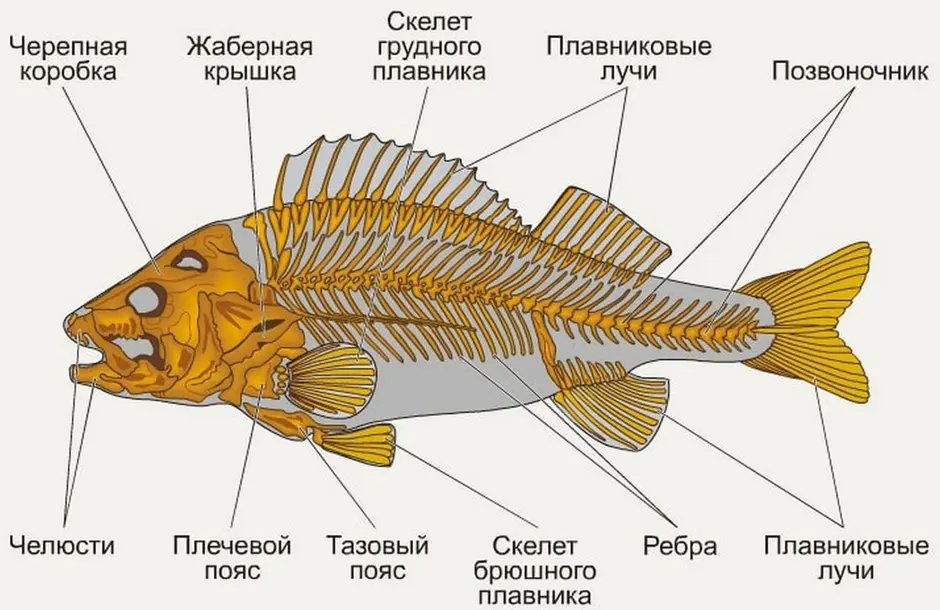 Рисунок внешнее строение окуня