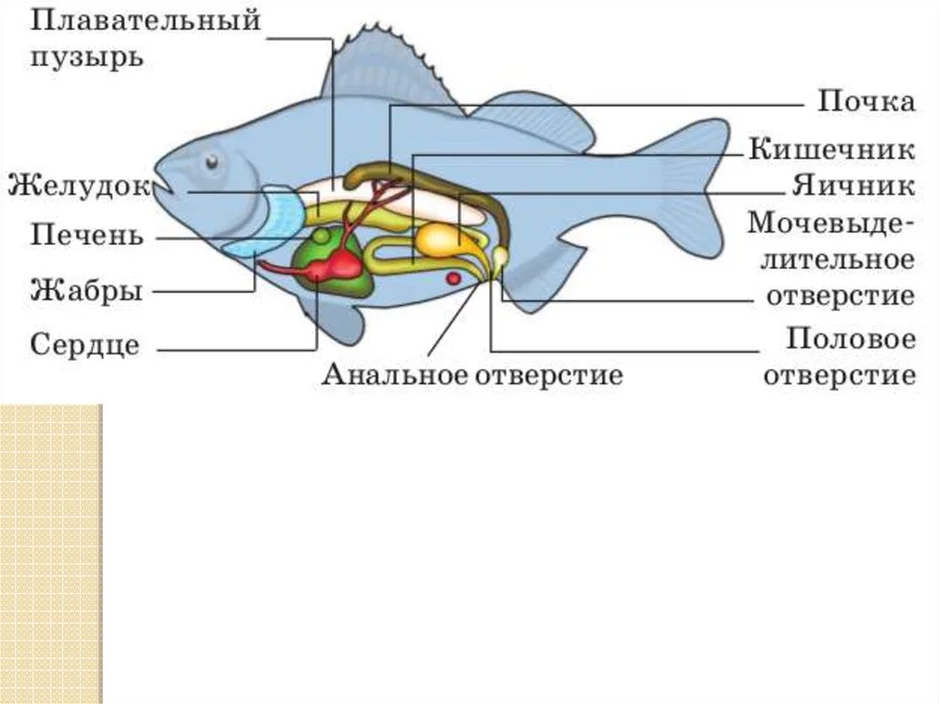 Внутреннее строение рыбы рисунок биология 7 класс