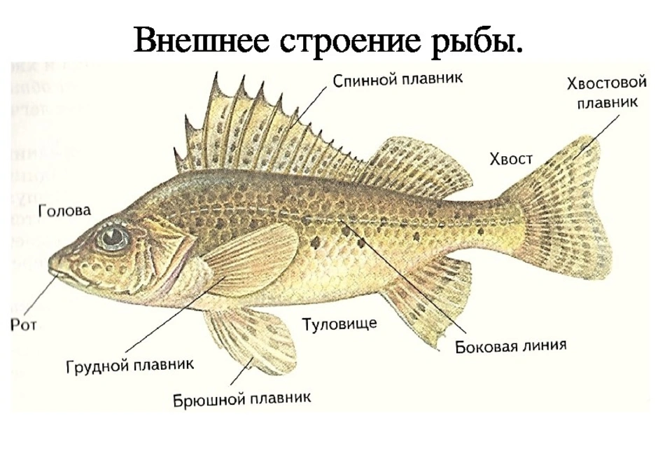 Какие отделы тела имеет рыба. Строение рыбы схема биология. Внешнее строение рыбы биология. Внешнее строение рыбы 7 класс биология. Треска внешнее строение.