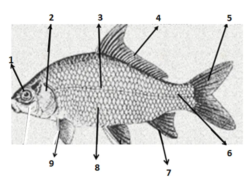 Самостоятельная работа класс рыбы. Внешнее строение рыбы 7 класс биология тест. Подпишите части тела рыбы. Наружное строение рыбы. Части рыбы схема.