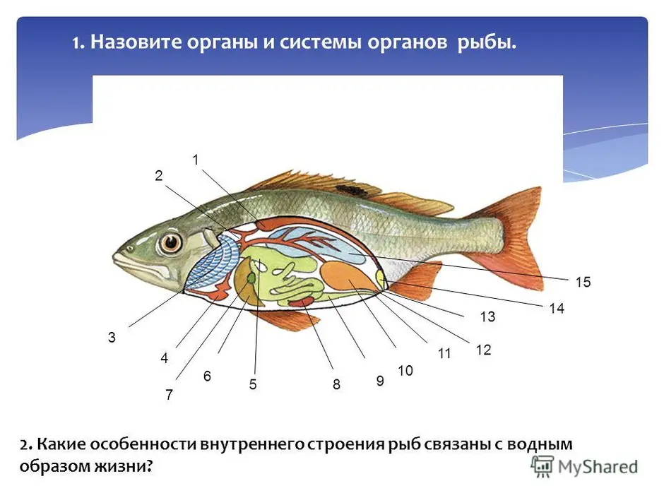 Внешнее строение рыбы 7 класс рисунок