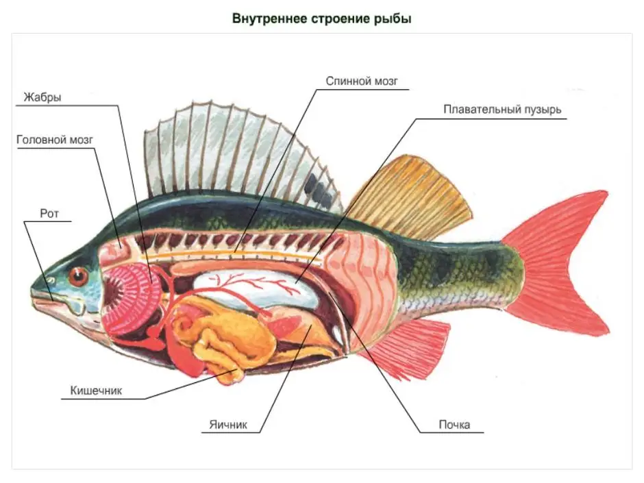 Форель внутренности строение картинки