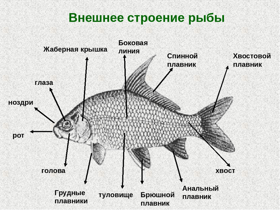 Рыба рисунок в разрезе