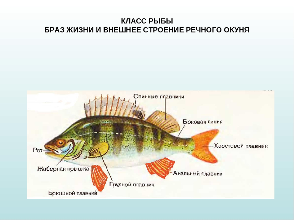 Внешнее строение рыбы 7 класс рисунок