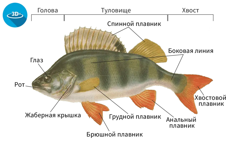 Строение рыбы рисунок. Внешнее строение речного окуня. Речной окунь строение. Внешнее строение рыбы окунь. Строение рыбы окунь.