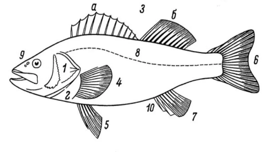 Рыба изображенная на рисунке. Схема строения рыбы судака. Рыба окунь схема. Строение частей тела рыбы Судак. Плавники окуня.