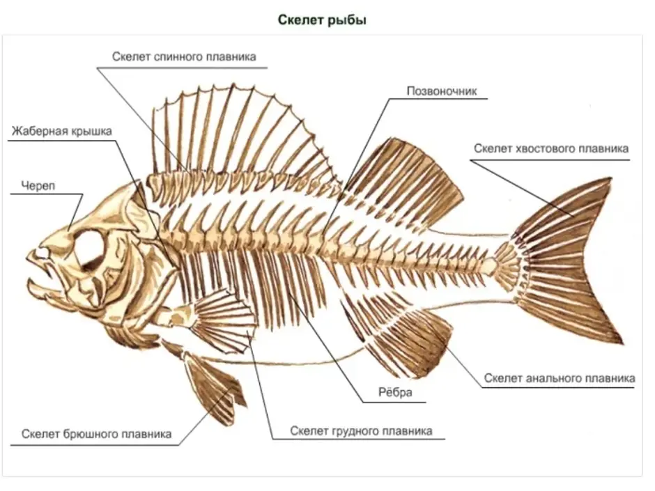 Скелет рыбы рисунок биология