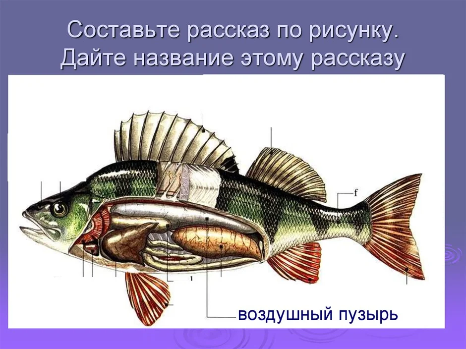 Какая система органов изображена на рисунке рыба