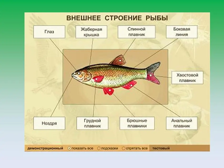 Внешнее строение рыбы 7 класс рисунок