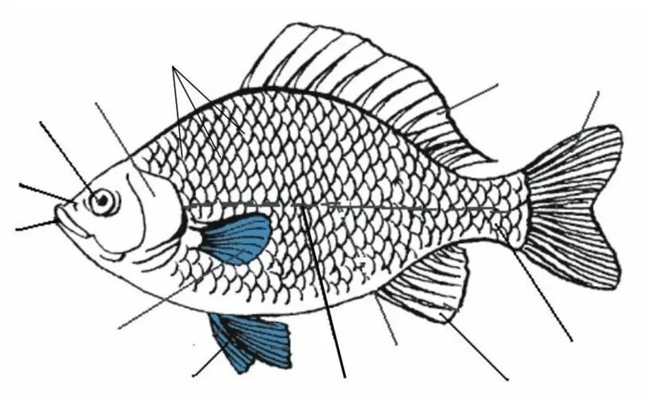 Части рыбы. Зарисовать внешнее строение рыбы. Внешнее строение рыбы карась. Рисунок рыба биология внешнее строение. Зарисуйте внешнее строение рыбы.
