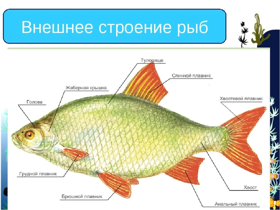 Внешнее строение рыбы рисунок с подписями