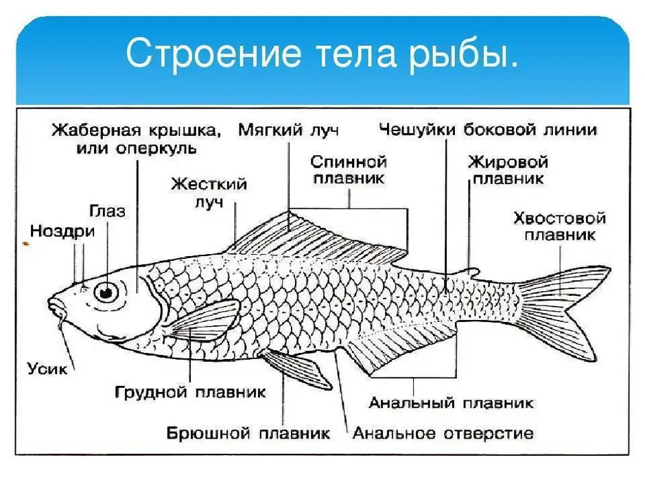 Внутреннее строение рыбы рисунок с подписями