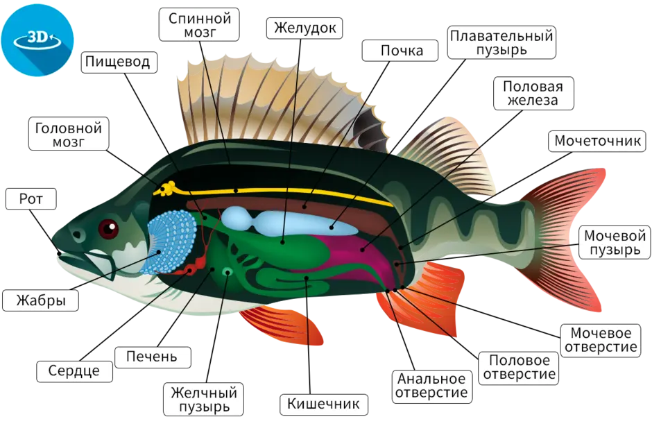 Рисунок рыбы биология 7 класс