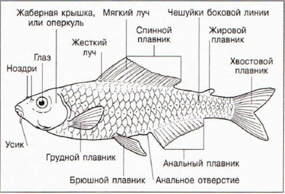 Внутреннее строение рыбы 7 класс рисунок с подписями