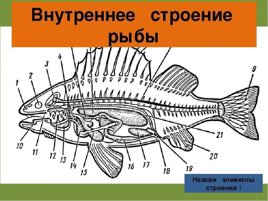 Внутреннее строение рыбы рисунок биология 7 класс